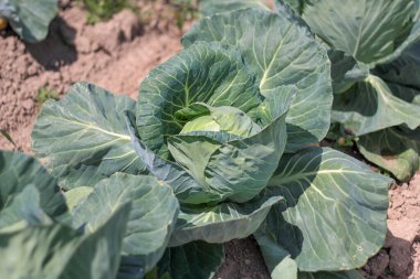 lahana - tarlada büyük yeşil yaprakları olan organik bir lahana başı