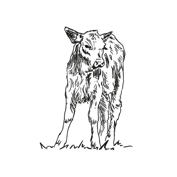 Ternera Animal Granja Ilustración Vectorial Dibujada Mano Blanco Negro Aislada — Archivo Imágenes Vectoriales