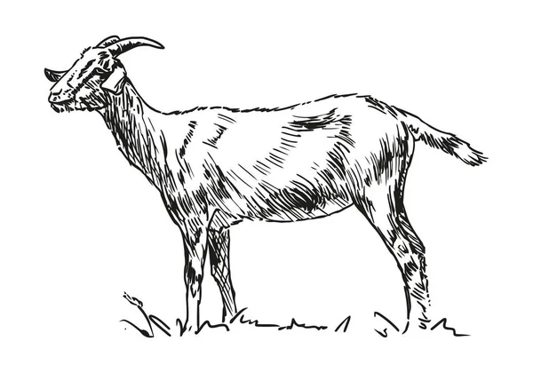 Cabra Animal Granja Ilustración Vectorial Dibujada Mano Blanco Negro Aislada — Archivo Imágenes Vectoriales