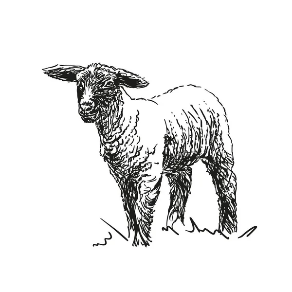 Agneau Animal Ferme Illustration Vectorielle Noir Blanc Dessinée Main Isolé — Image vectorielle