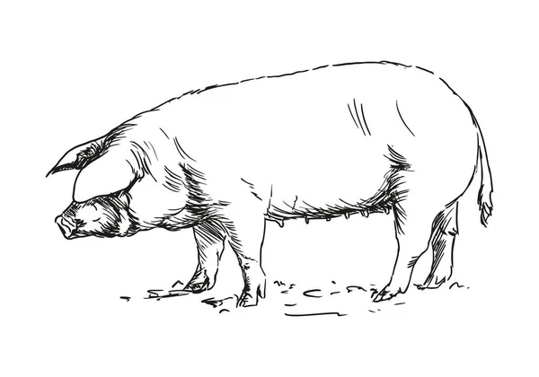 Cerdo Animal Granja Ilustración Vectorial Dibujada Mano Blanco Negro Aislada — Archivo Imágenes Vectoriales
