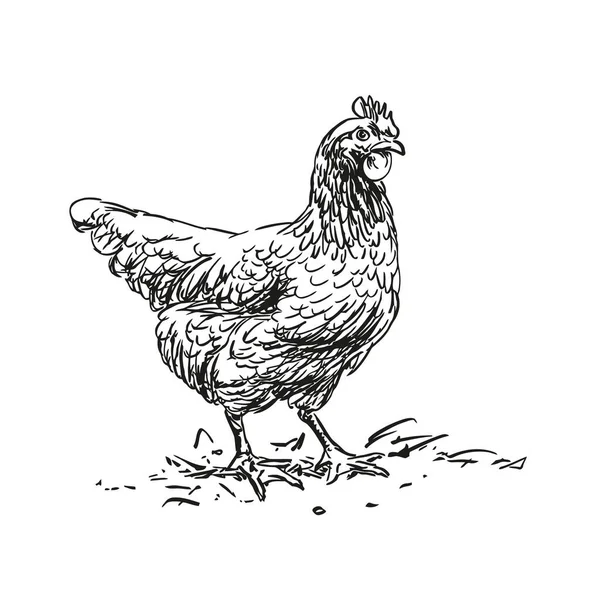 Hen 農場の動物 手描きの黒と白のベクトル図 白の背景に隔離された — ストックベクタ