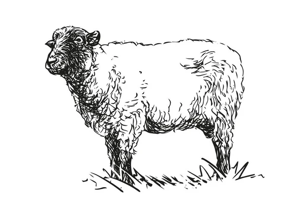 Ovce Hospodářská Zvířata Ručně Kreslené Černobílé Vektorové Ilustrace Izolované Bílém — Stockový vektor
