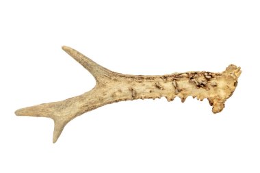 antler - one roe deer horn isolated on white background, with clipping path