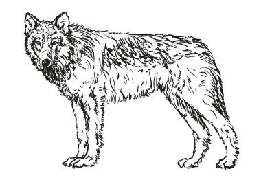 wolf - hand drawn black and white vector illustration isolated on white background