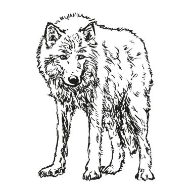 wolf - hand drawn black and white vector illustration isolated on white background