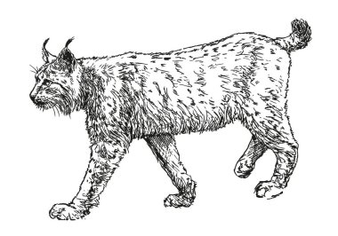 lynx - feline beast Eurasian lynx, hand drawn black and white vector illustration isolated on white background