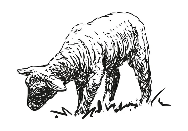 Lamb Farm Animal Hand Drawn Black White Vector Illustration Isolated — Stock Vector