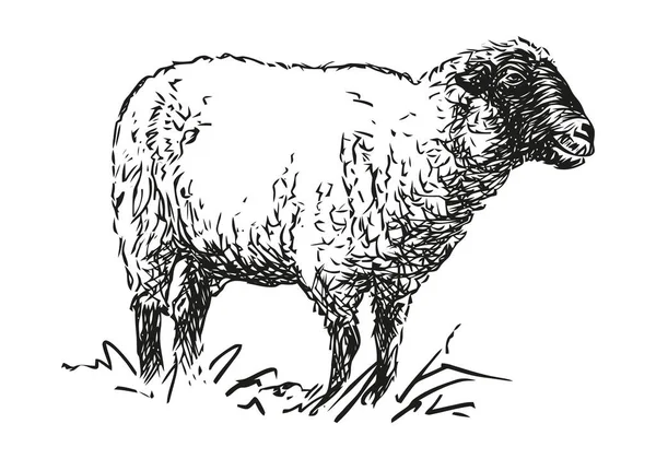 Ovce Hospodářská Zvířata Ručně Kreslené Černobílé Vektorové Ilustrace Izolované Bílém — Stockový vektor