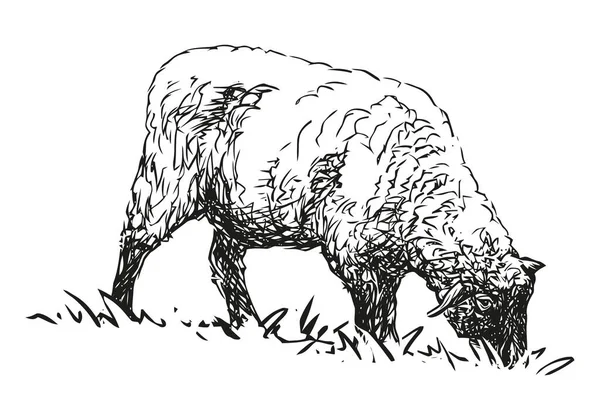 Koyun Çiftliği Hayvanı Elle Çizilmiş Siyah Beyaz Vektör Çizimi Beyaz — Stok Vektör