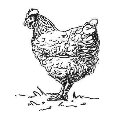 tavuk - çiftlik hayvanı, siyah-beyaz el, beyaz arkaplanda izole edilmiş siyah-beyaz vektör çizimi