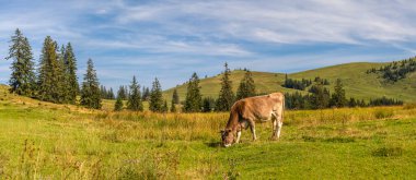 Otlakta otlayan inek, Avusturya 'nın Dachstein Alplerinde dağları olan Postalm yaylası.
