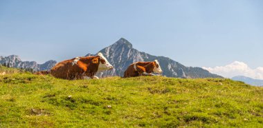 Avusturya 'nın Dachstein Alpleri' nde dağları olan Postalm platosunda yatan inekler.