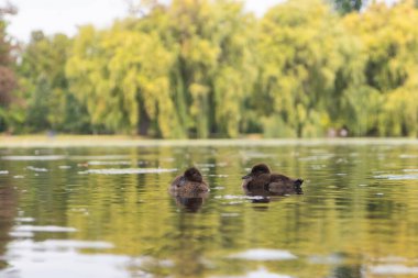 Royal Game Reserve Stromovka, Central Park Prag, Çek Cumhuriyeti 'nde gölette yüzen iki yaban ördeği yavrusu