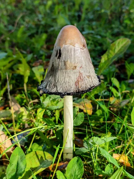 Mushroom Koprinus Comatus — 图库照片
