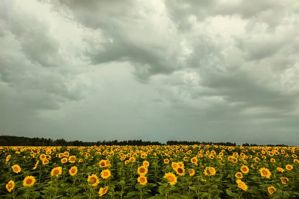 stock image Field with sunflowers and stormy sky close up.