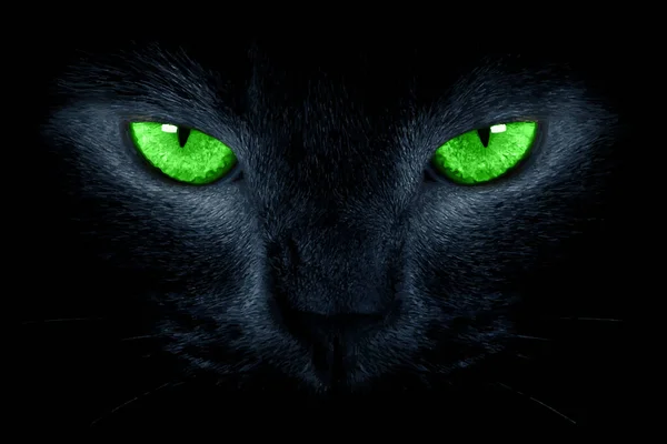 Frohes Halloween Schwarze Katze Mit Grünen Augen Aus Nächster Nähe — Stockfoto