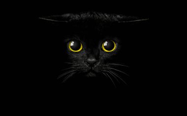 Siyah arka planda kara kedi. Vektör illüstrasyonu.