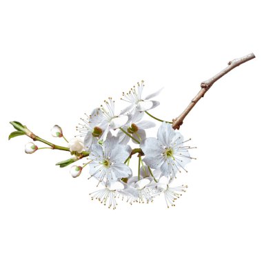 PNG arka planında izole edilmiş çiçek aranjmanları yaratmak için büyük gerçekçi bir kiraz dalı.