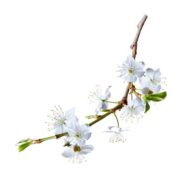 PNG arka planında izole edilmiş çiçek kompozisyonları için botanik kiraz dalı.