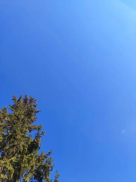 Pohon Hutan Dengan Langit Biru — Stok Foto