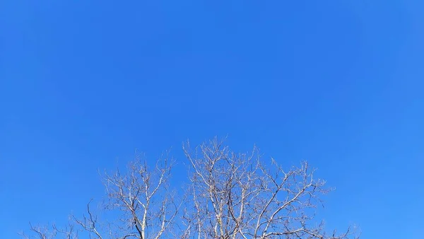 Ramos Árvores Com Céu Azul — Fotografia de Stock