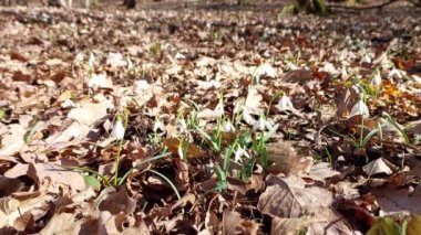 # Güzel bahar ormanları #