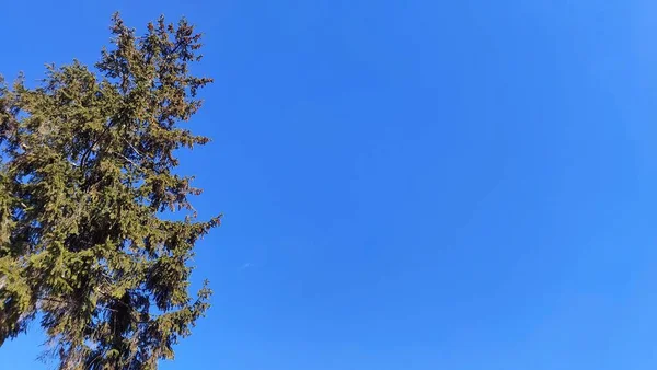 Indah Langit Biru Dengan Awan Putih Dan Pinus — Stok Foto