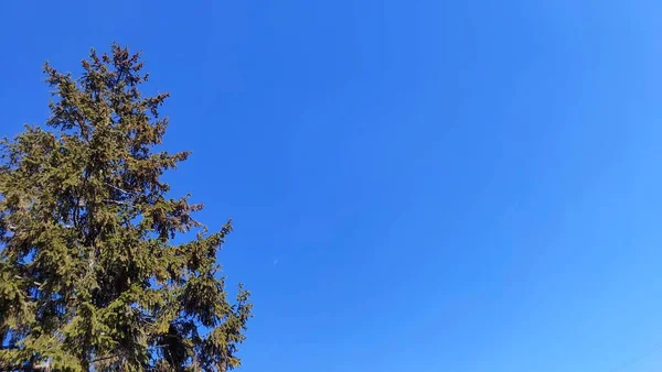 Schöner Blauer Himmel Mit Weißen Wolken Und Kiefern — Stockfoto
