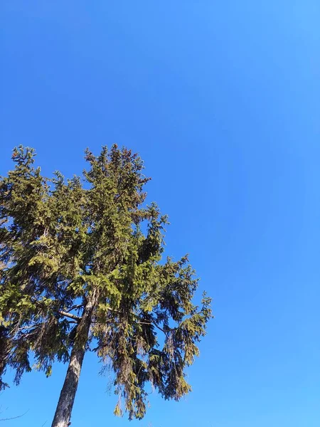 Indah Langit Biru Dengan Awan Putih Dan Pinus — Stok Foto