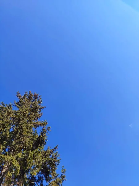 Bellissimo Cielo Blu Con Nuvole Bianche Pino — Foto Stock