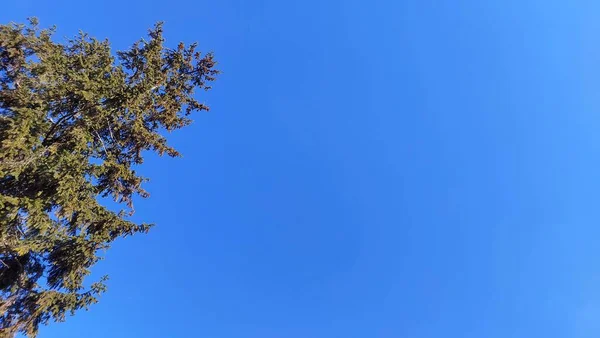 Красивое Голубое Небо Белыми Облаками Соснами — стоковое фото