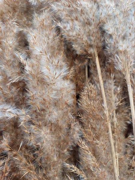 phragmitler çiçek açar. makro fotoğraf. seçici odak.