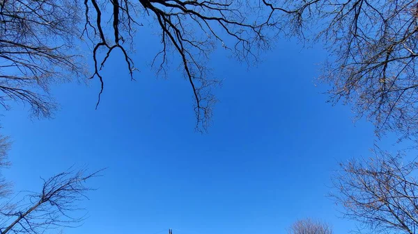 Träd Grenar Blå Himmel Bakgrund — Stockfoto