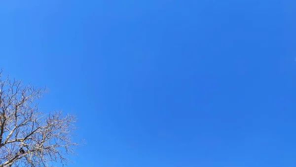 Äste Auf Blauem Himmel Hintergrund — Stockfoto
