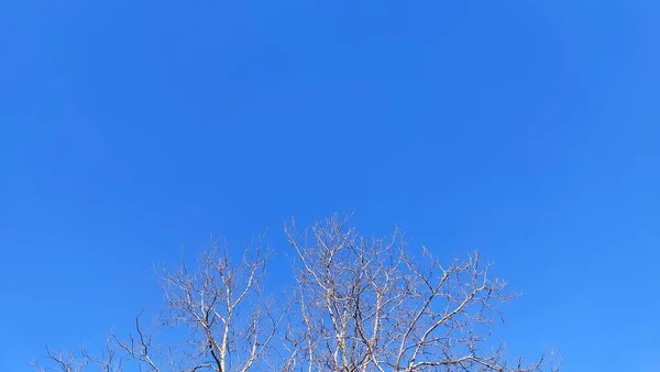 Mavi Gökyüzü Arka Planında Ağaç Dalları — Stok fotoğraf