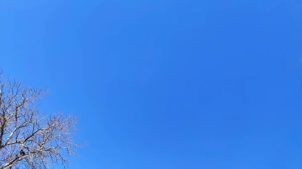 Гілки Дерева Фоні Блакитного Неба — стокове фото