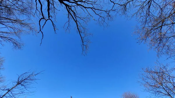 Rami Albero Sfondo Cielo Blu — Foto Stock