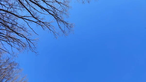 Cabang Pohon Pada Latar Langit Biru — Stok Foto