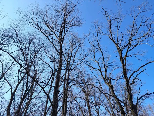 Ветви Деревьев Голубом Фоне Неба — стоковое фото