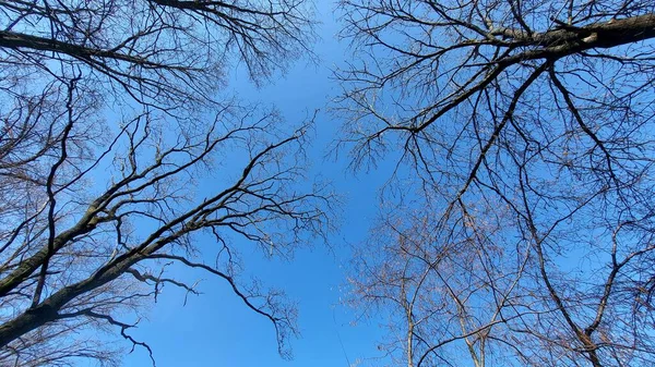 Tree Branches Blue Sky Background — Stock Photo, Image