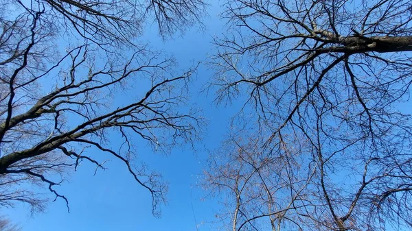 Гілки Дерева Фоні Блакитного Неба — стокове фото