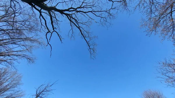 Ramas Árboles Sobre Fondo Azul Cielo — Foto de Stock