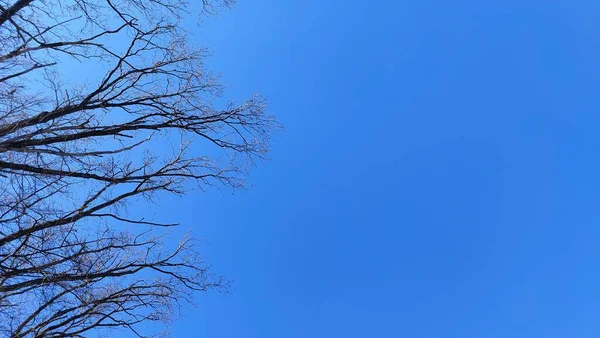 Větve Stromů Obloze — Stock fotografie