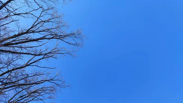 Gałęzie Drzew Niebie — Zdjęcie stockowe