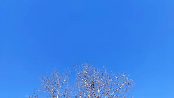 Gökteki Ağaç Dalları — Stok fotoğraf