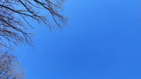 天空中的树枝 — 图库照片
