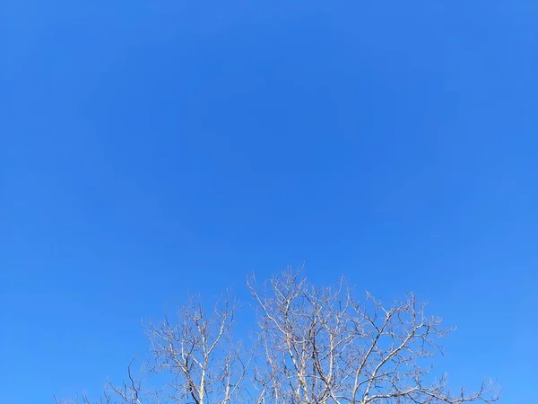 Träd Grenar Himlen — Stockfoto