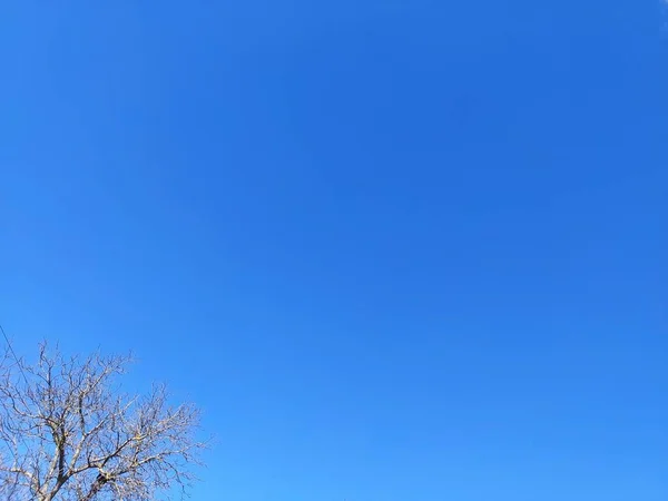 Δέντρο Κλαδιά Μπλε Φόντο Ουρανό — Φωτογραφία Αρχείου