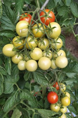Yeşil ve kırmızı domateslerden oluşan domates tarlası. Organik tarım, bahçede taze domates yetiştirme.
